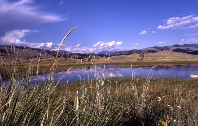 Lamar Valley, glacial pothole pond near Junction Butte, Cutoff Mountain Picture