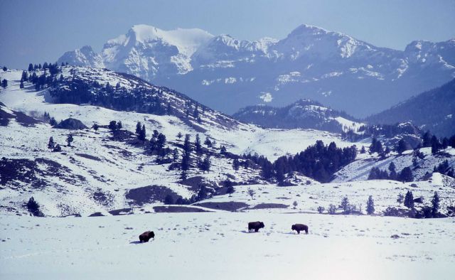 Winter scene of bison in Lamar Valley with Cutoff peak Picture
