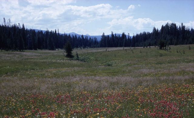 Astringent meadows Picture