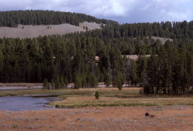 Hayden Valley & the Yellowstone River Picture