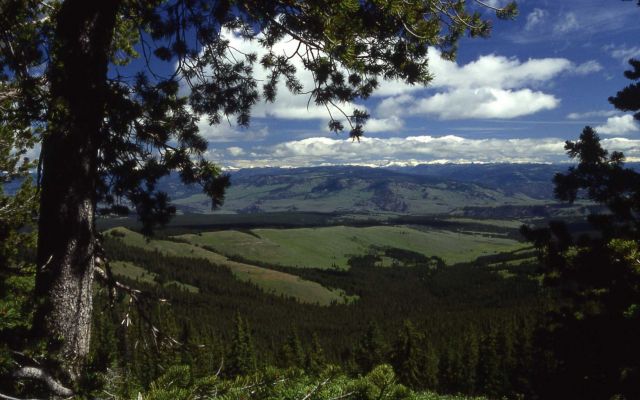 View from Mt Washburn trail - looking at Antelope Creek drainage Picture