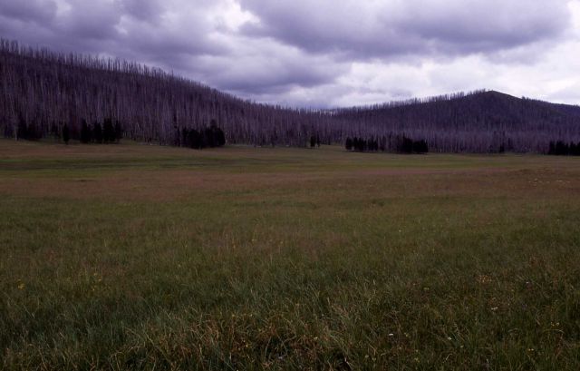 Meadow northeast of Mist Creek Pass trail Picture
