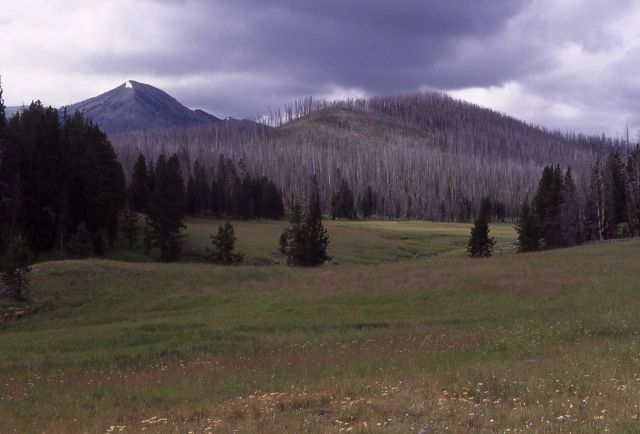 Meadow northeast of Mist Creek trail, Pyramid Peak in background Picture