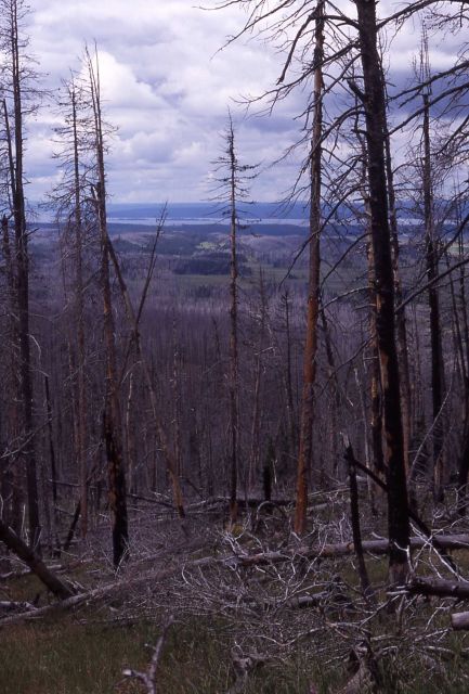 View looking toward Pelican Valley & Yellowstone Lake from Mist Creek Pass Picture