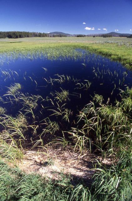 Seasonal pond in Pelican Valley Picture