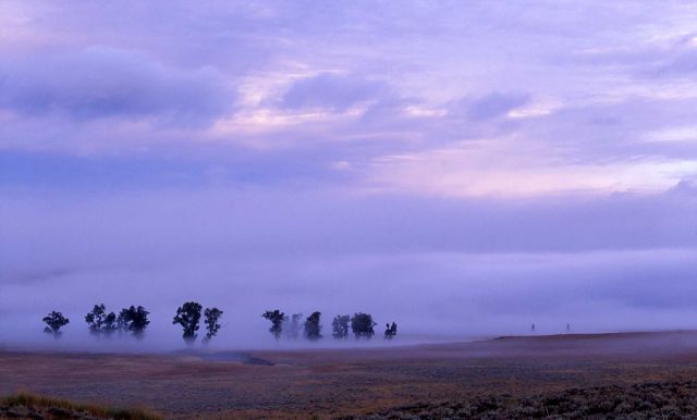 Morning in Lamar Valley with cottonwoods in the distance Picture