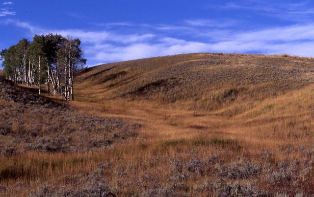 Lamar Valley Picture