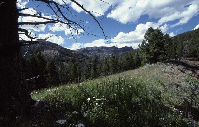 Sheep Mountain Picture