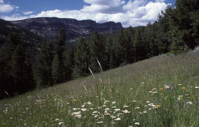 Sheep Mountain Picture