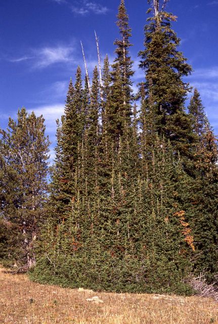 Fawn Pass trail Picture
