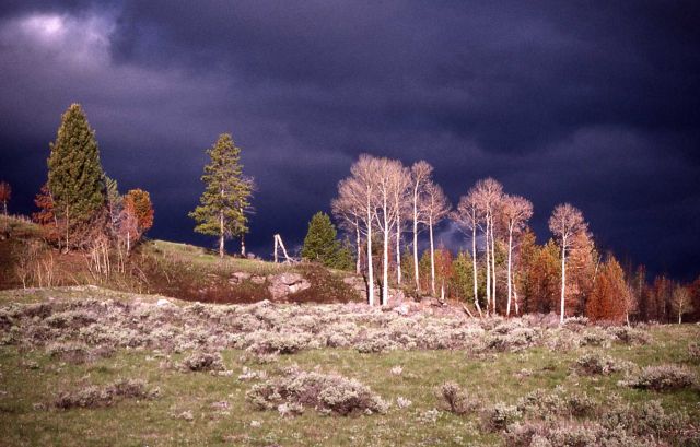Aspen & sage near Mammoth Hot Springs Picture