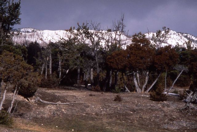 Sepulcher Mountain as seen from the Upper Terraces Picture