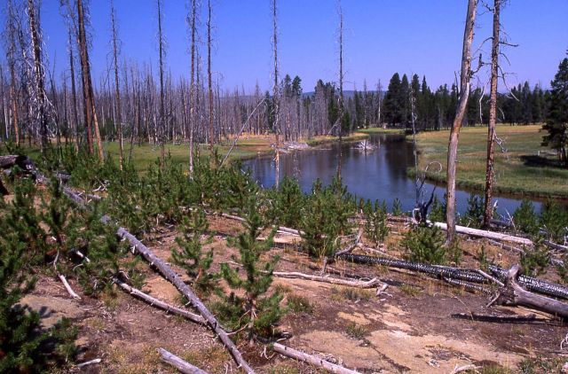Gibbon River & lodgepole regrowth as seen from Monument Geyser Basin trail Picture