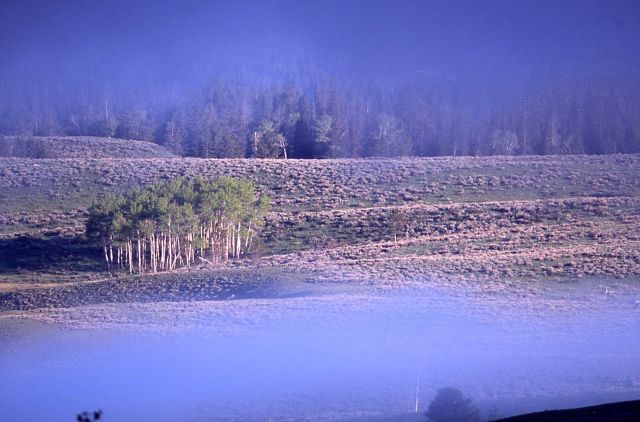 Group of aspens on Swan Lake Flats Picture