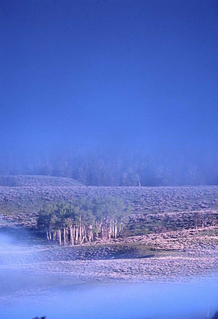 Group of aspens on Swan Lake Flats Picture