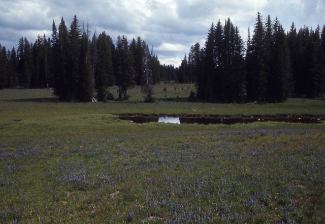 South boundary high country Picture