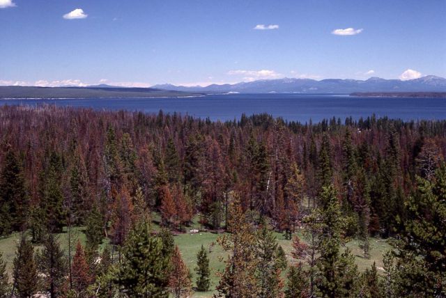 Looking northeast across West Thumb from West Thumb overlook Picture