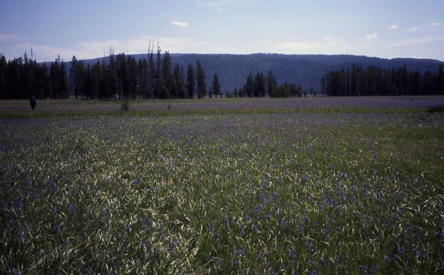 Camas & Bechler meadows Picture