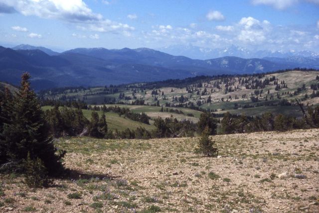 Tetons as seen from Big Game ridge Picture
