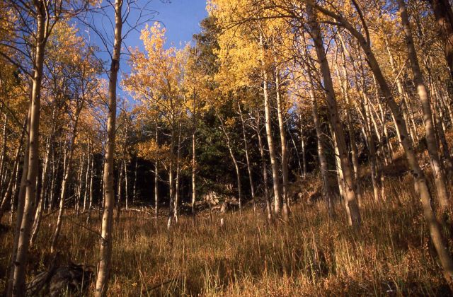 Aspens in the Beartooth Mountains Picture