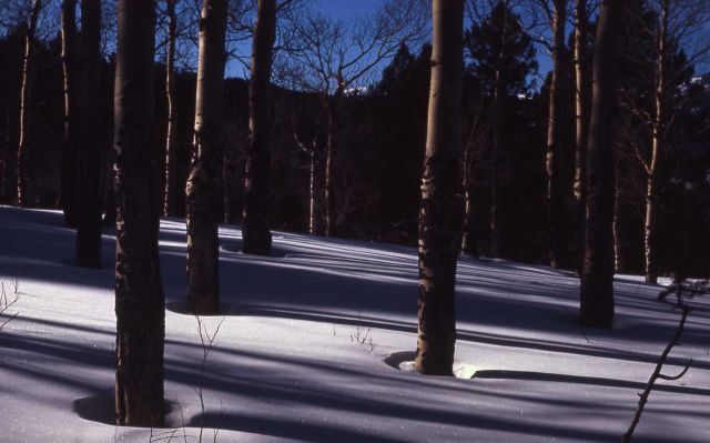 Trees in snow Picture