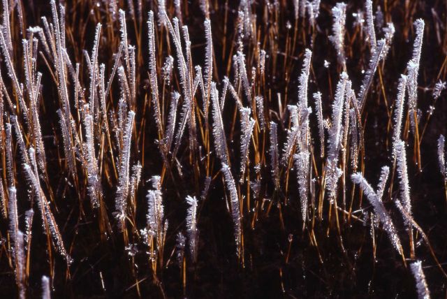 Early morning frost Picture