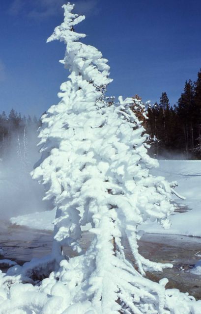 Tree with snow in winter in the Old Faithful area Picture