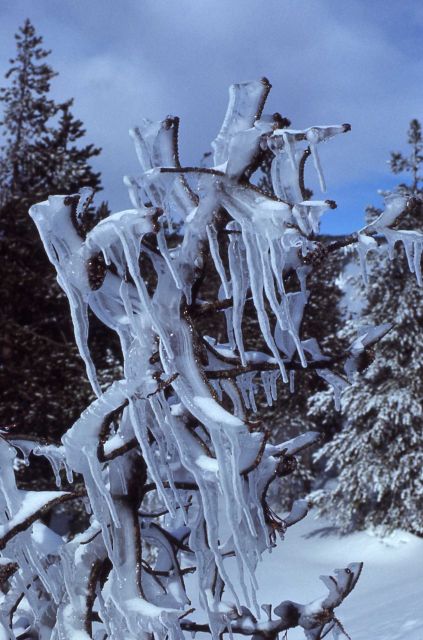 Icicles on a tree in the winter Picture