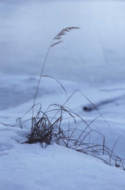 Winter grass Picture