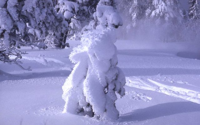 Snow on a tree in winter Picture