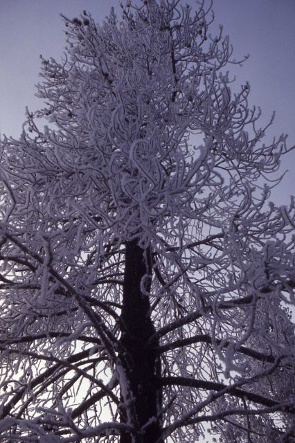 Frost on a lodgepole pine in the winter Picture