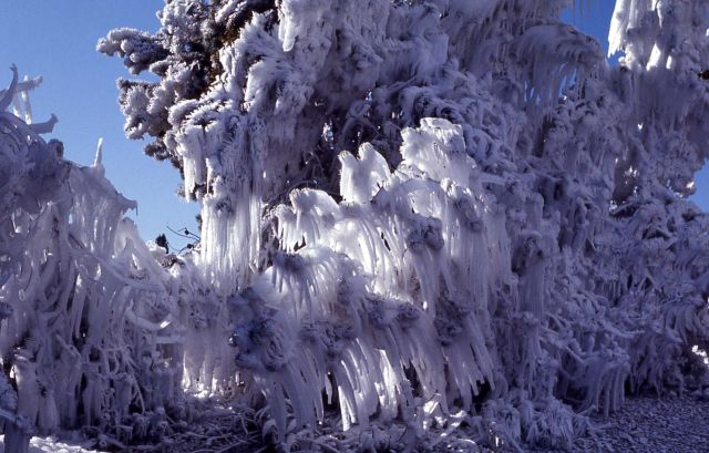 Ice on trees near geyser in winter Picture