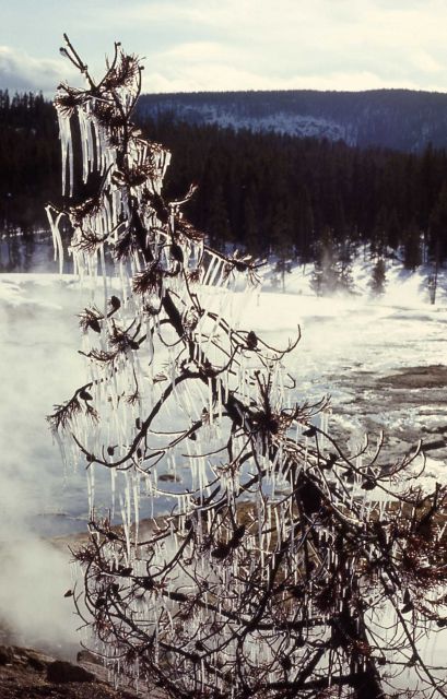 Icicle tree in winter Picture