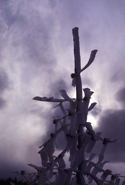 Iced tree & gray sky in winter Picture