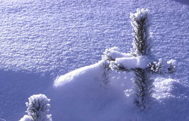 Lodgepole pines in snow in the winter Picture