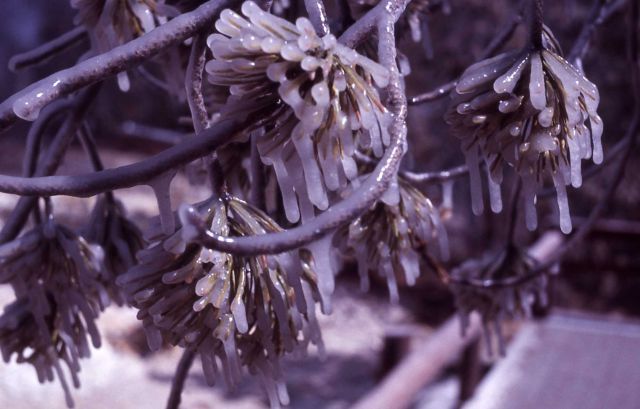 Lodgepole pines in snow & ice in the winter Picture