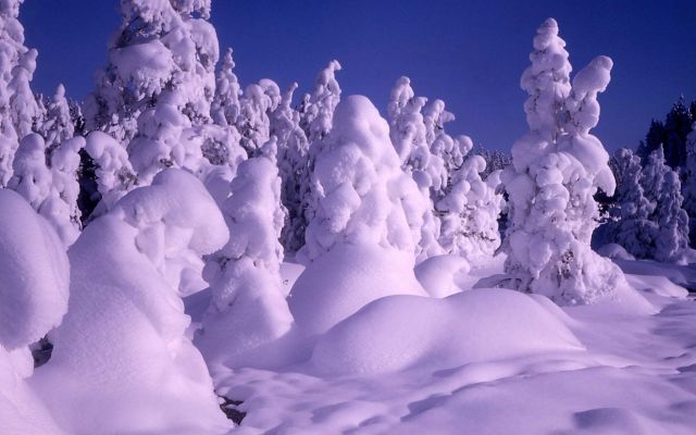 Winter at Norris Geyser Basin Picture