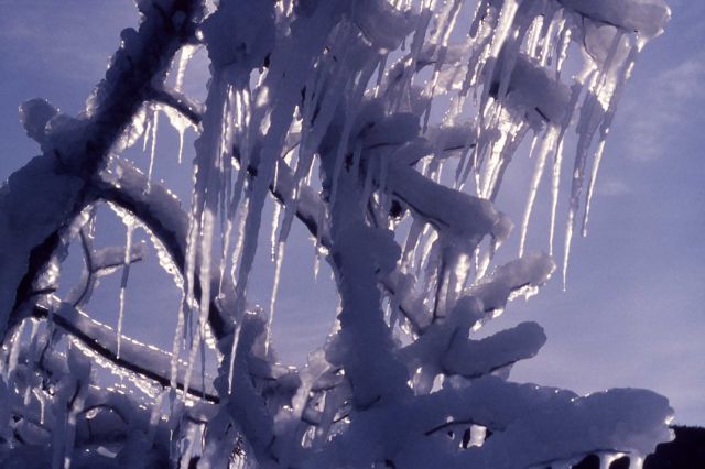 Ice on trees in winter Picture