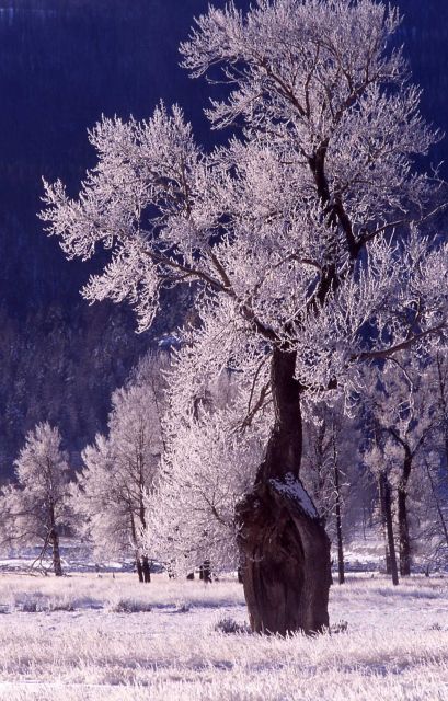 Cottonwood tree with hoar frost in Lamar Valley in the winter Picture