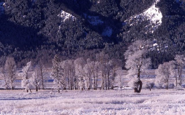 Winter morning in Lamar Valley with hoar frost Picture