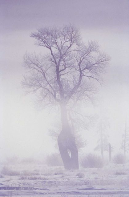 Frosted cottonwood in winter near Soda Butte Creek/Lamar River confluence Picture