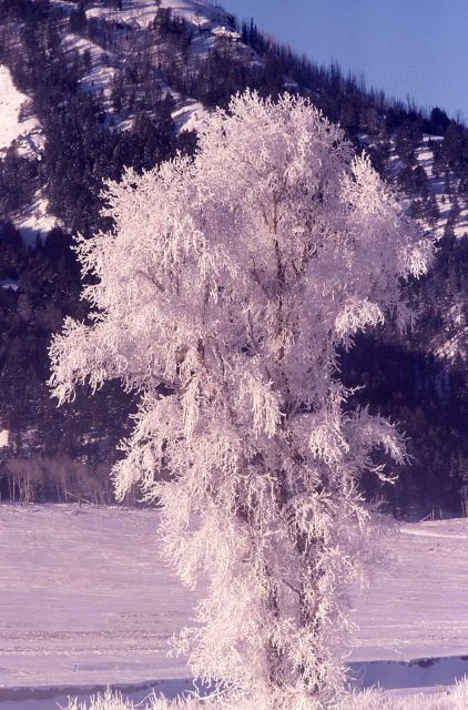 Frost on a cottonwood in Lamar Valley in the winter Picture