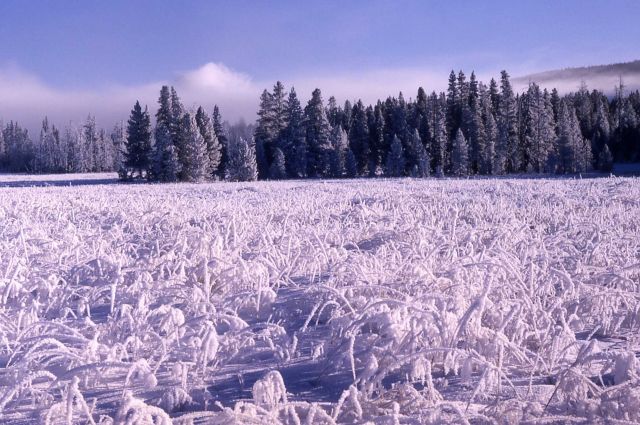 Frost on grass in the winter Picture