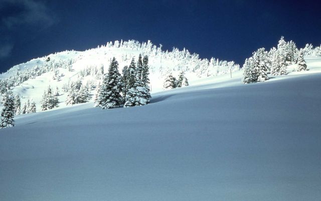 Winter ghost trees Picture