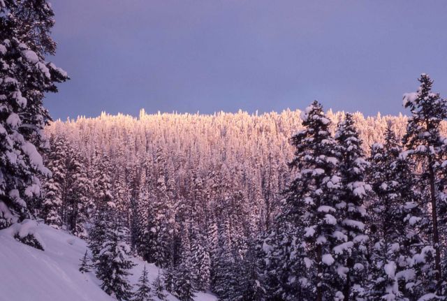 Trees above Lake Butte overlook in the winter Picture