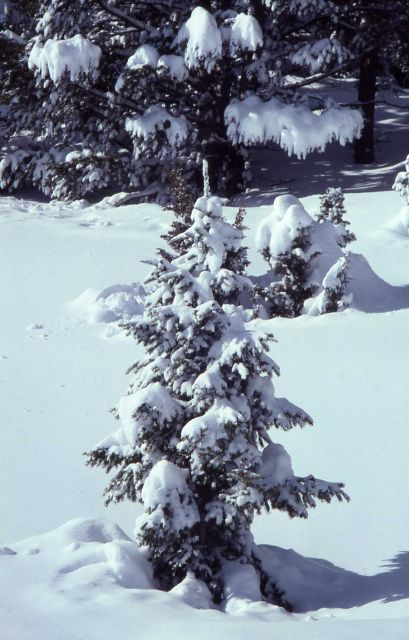 Winter pine tree draped in snow Picture