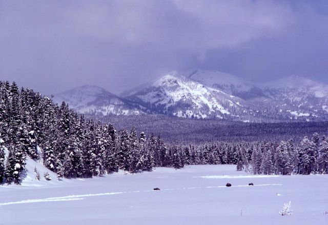 Hayden Valley, bison & Mount Washburn in the winter Picture