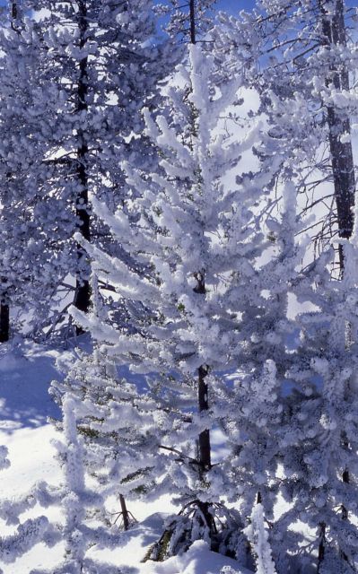 Winter frost on a tree Picture