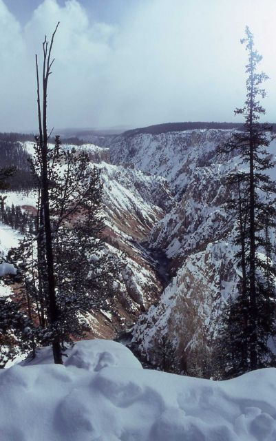 Grand Canyon walls in the winter with dead trees in the foregound Picture