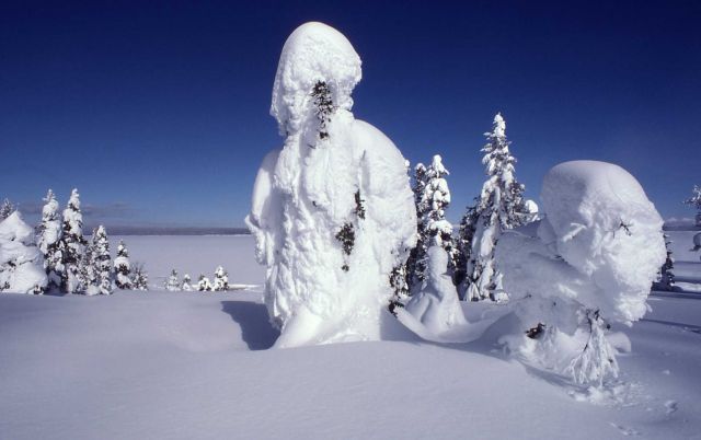 West Thumb in the winter with ghost trees Picture